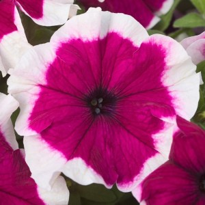 Hulahoop Burgundy